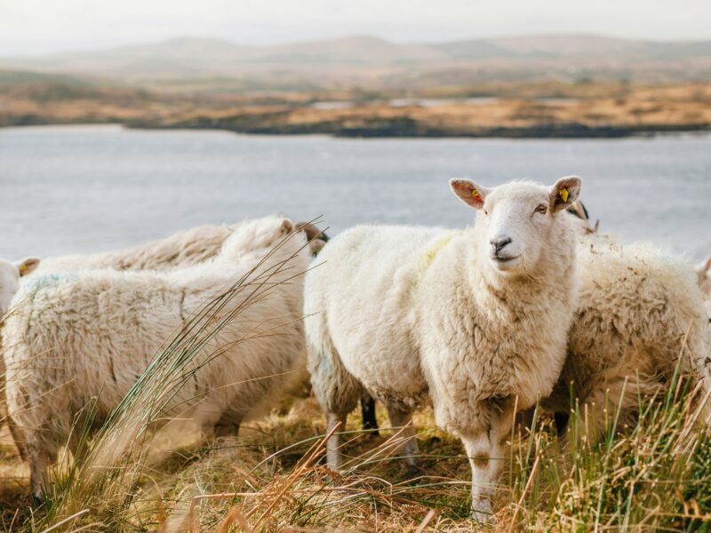 Moutons dans un champ près d’un lac, symbolisant le sacrifice rituel de l’Aïd al-Adha